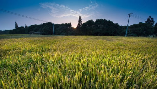 純農地區發展之道 輸血與造血并重，推動畜產品購銷貿易