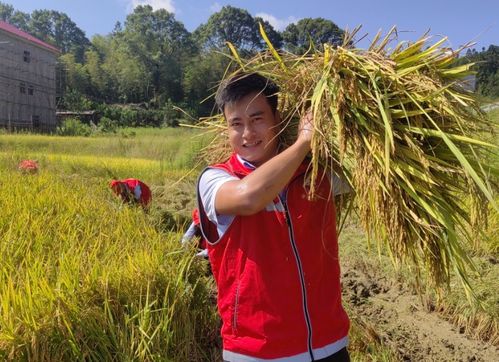 江西永新 助農秋收忙 共繪新畫卷