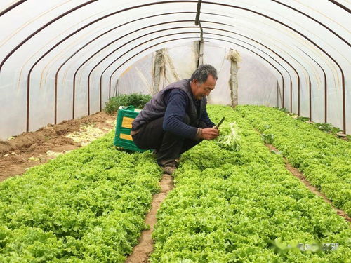 產銷對接顯成效 30噸滯銷蔬菜成功售出，畜產品購銷貿易同步拓展