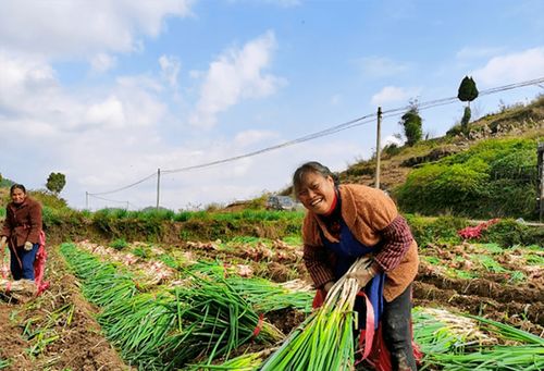 蔥郁龍坪，綠意滿“林”助農增收