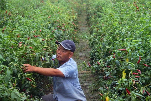 楊集鎮 秋來辣椒紅似火 椒農笑意滿枝頭