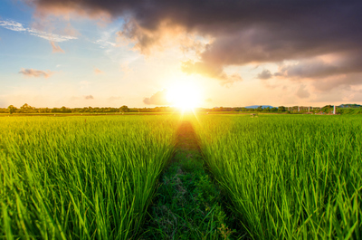 為何東北大米那么受歡迎？原來是這樣