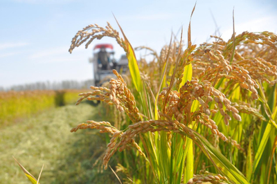 江蘇啟動農業“兩區”劃定，力爭五年內基本完成建設，夯實糧食安全根基