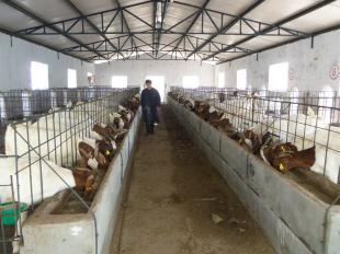 養哪種羊最賺錢？市場分析與品種推薦