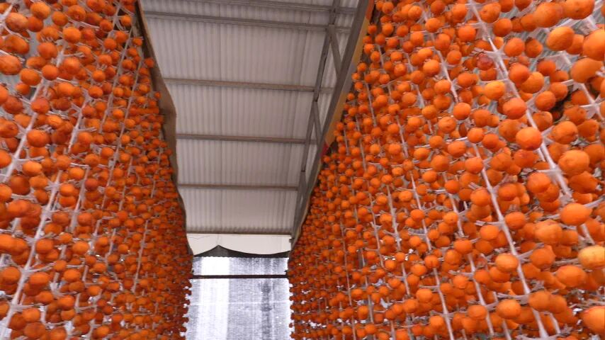 和美鄉村|磁縣 冰柿破局，甜了鄉親！