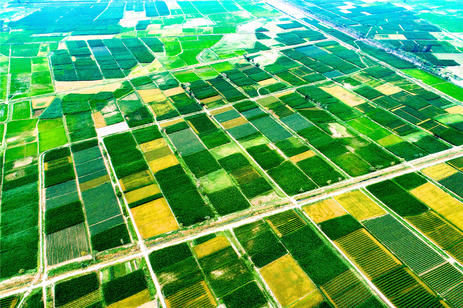 黃河兩岸是我家 四十里店，希望的田野