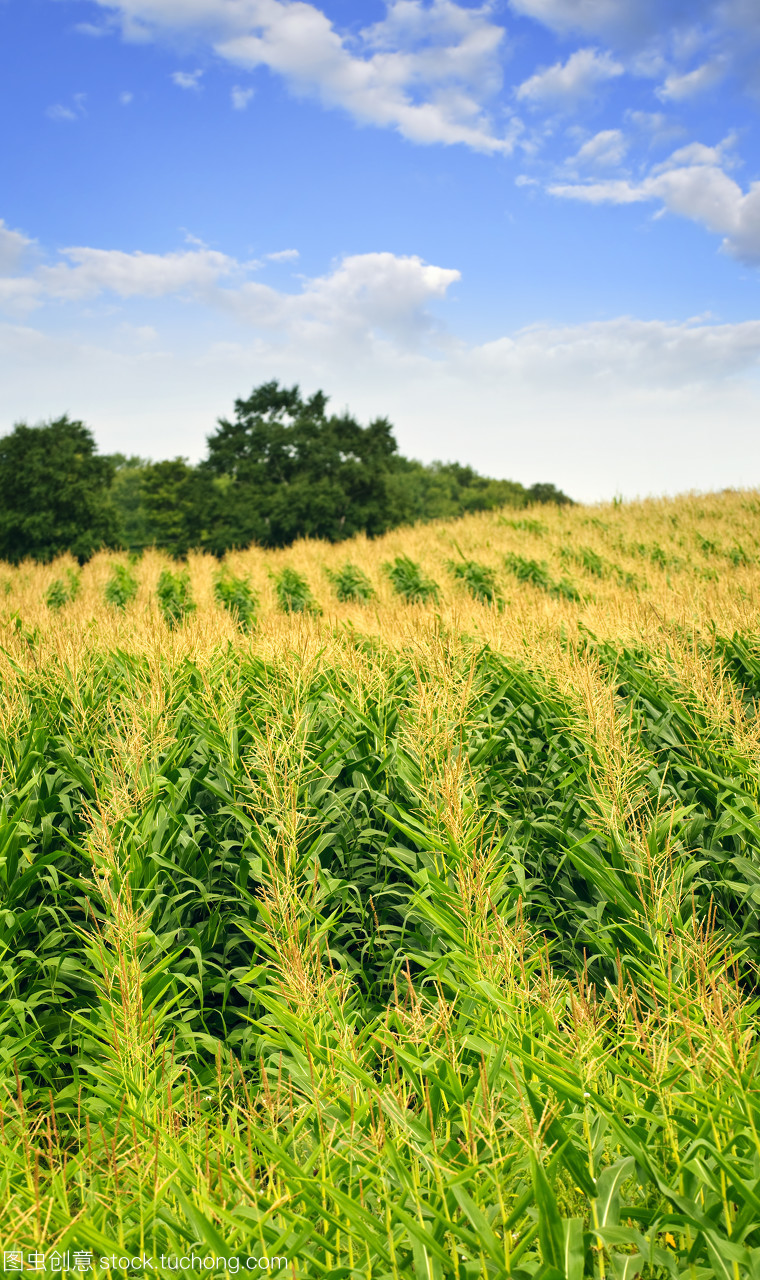 鄉(xiāng)間田野的藍調(diào)敘事